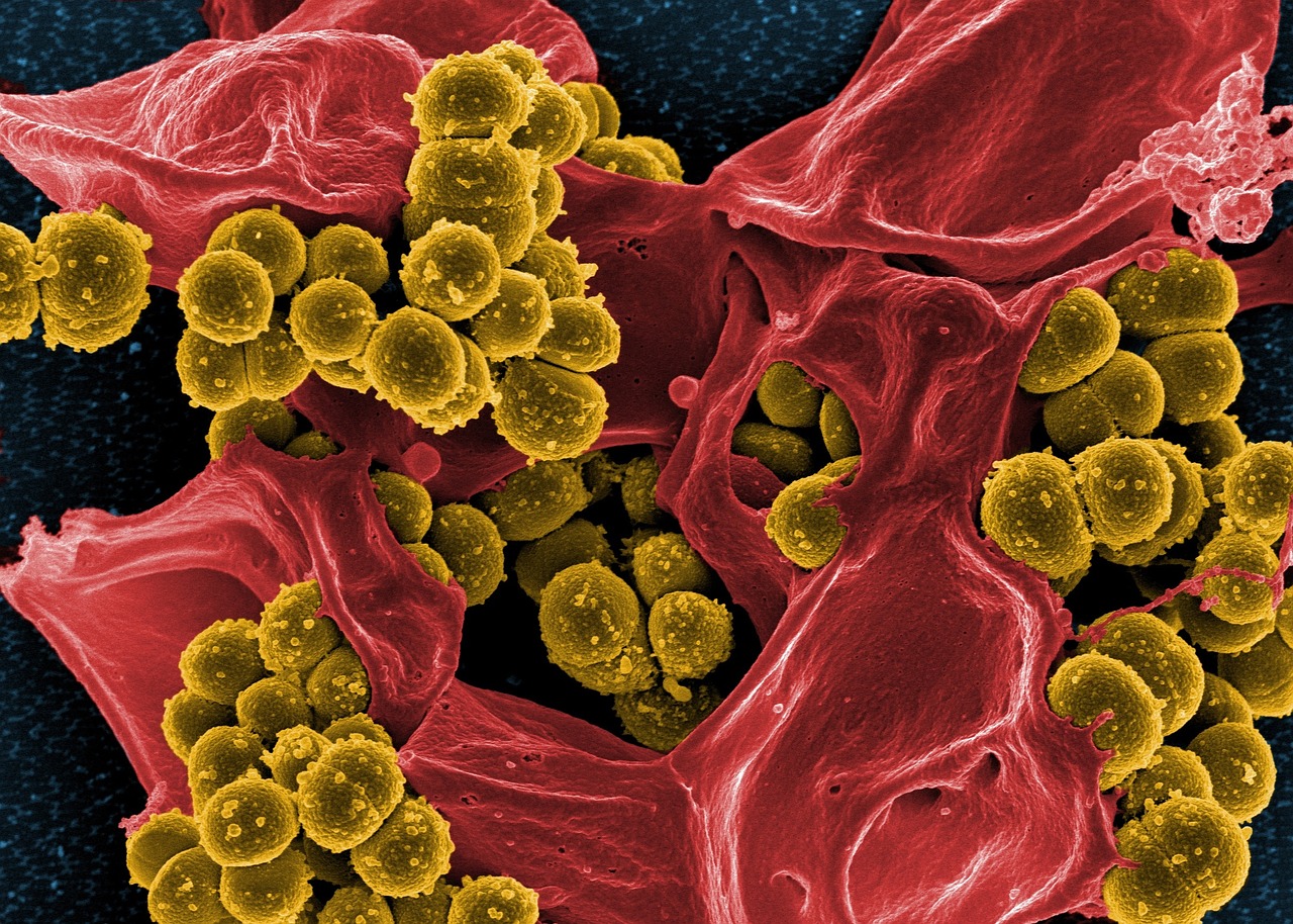 Bacteria-Under-Microscope