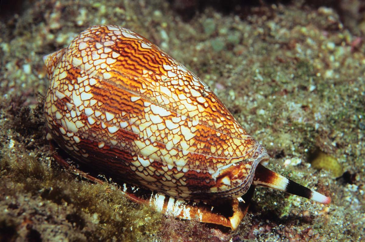 Cone-Shell-Conus-Geographus