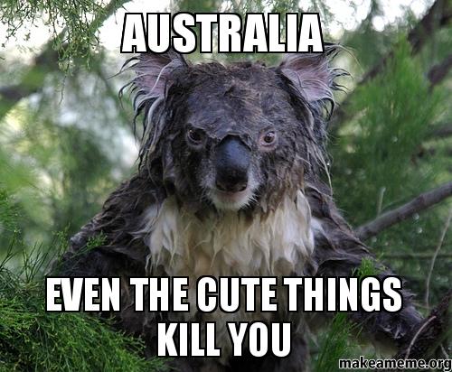 Nasty-Koala